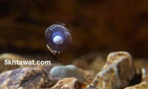 صور حقيقة تنين سلوفينيا و ولادته في كهف كل 100 سنة