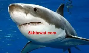 طرق التعامل مع سمكة القرش في المياه والهروب من الفك المفترس