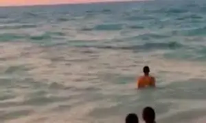 اسباب ظهور حوت مارينا في الساحل الشمالي وكيفية التعامل معه