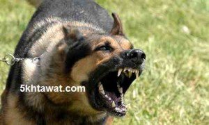 طريقة التعامل مع الكلاب الشرسة في حالة الهجوم عليك