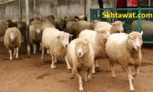 كيفية معرفة عمر الأغنام من تقسيم الأسنان ونصائح اختيار خروف عيد الأضحى