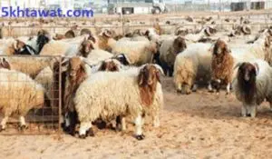 أسعار أضاحي العيد في مصر 2019 سعر كيلو الخروف القائم والعجول والجمال